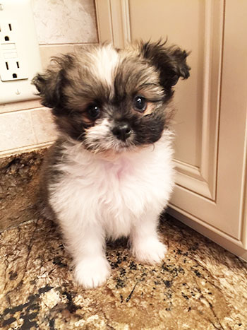 toy shih pom dog with straight hair