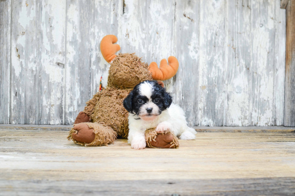 Teddy Bear Puppies For Sale - Shichon puppies for sale in Ohio