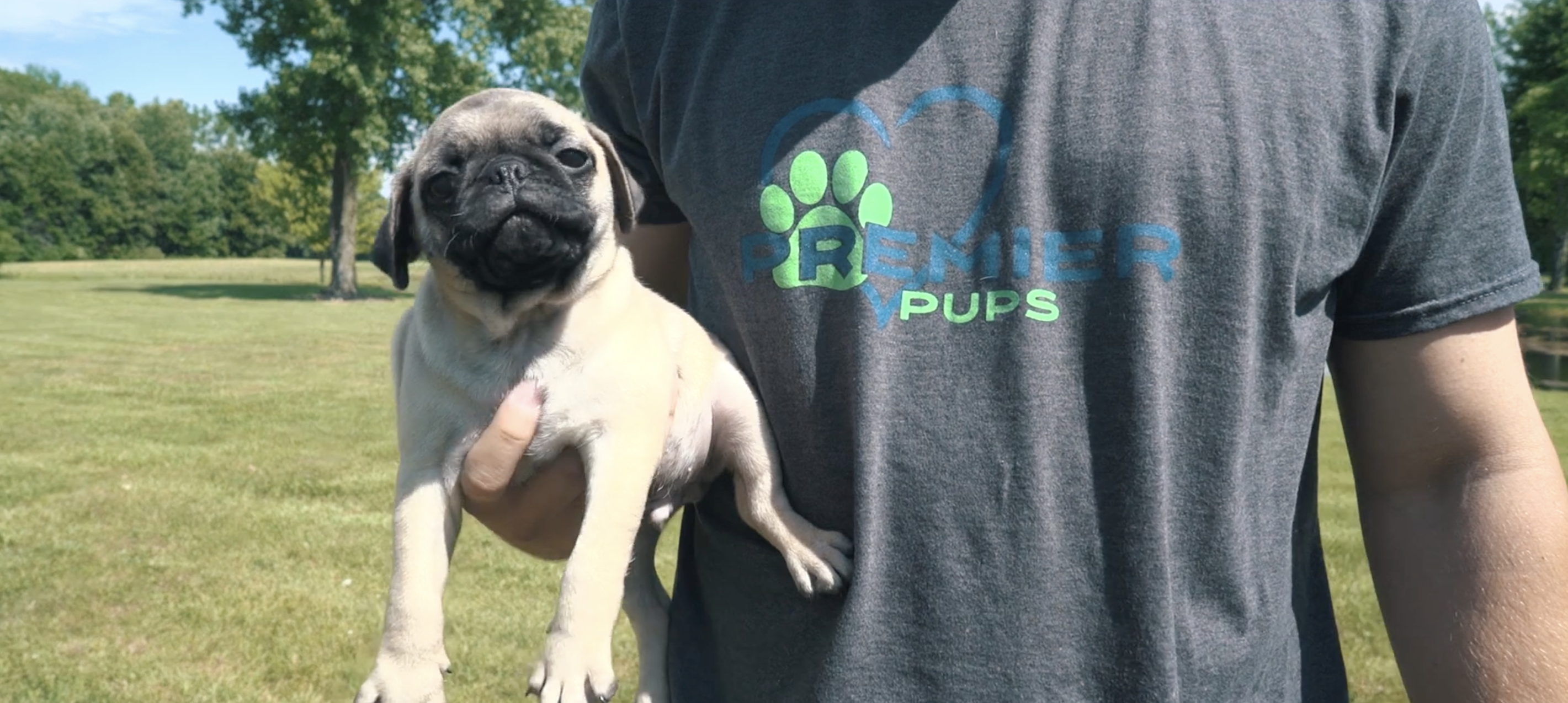 premier pups puppy adoption agent holding a small puppy