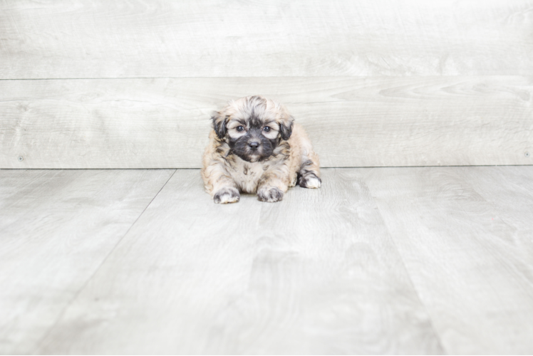 Meet Clay - our Maltipoo Puppy Photo 1/3 - Premier Pups