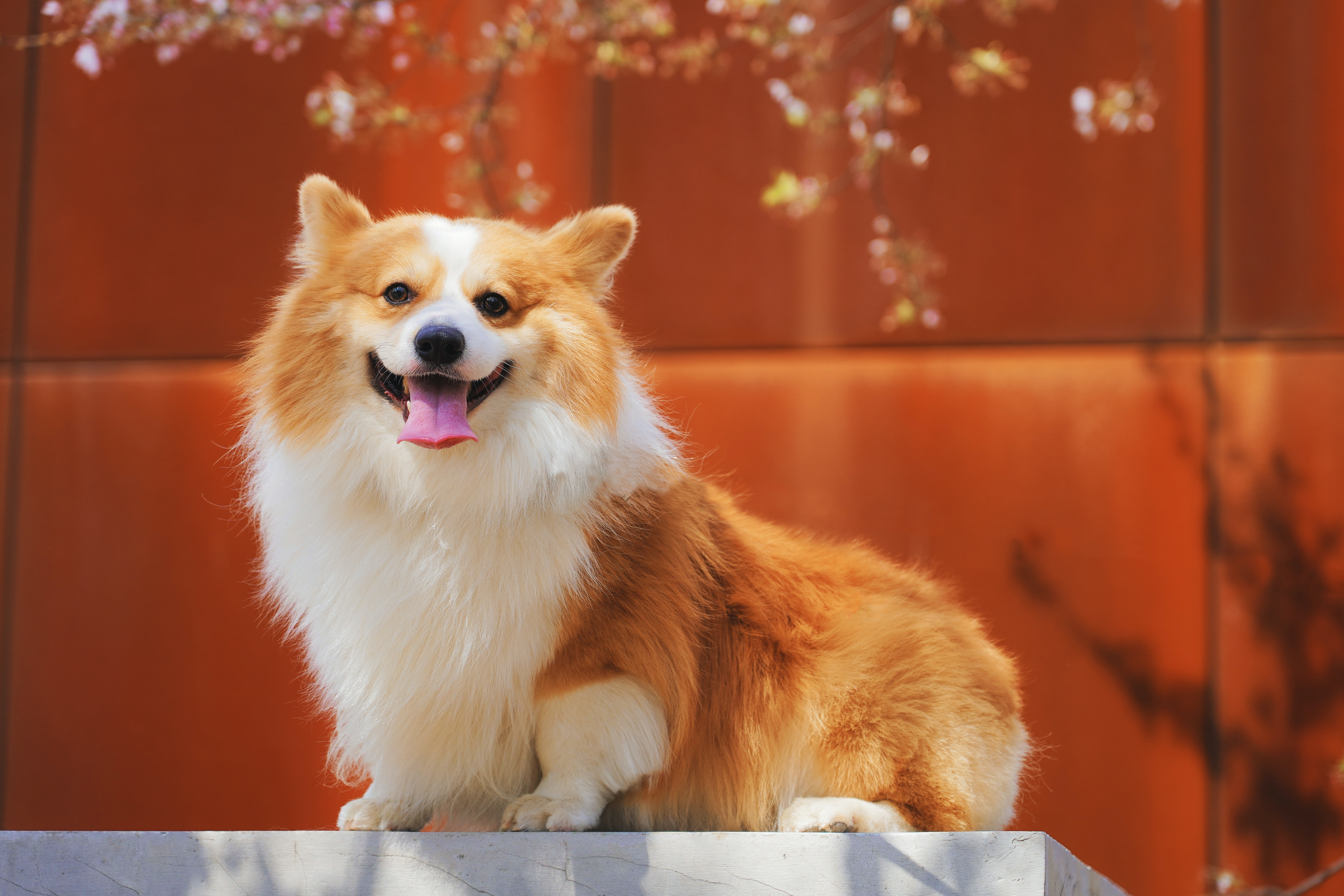 white and orange-coated corgi