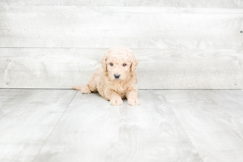 Meet Sonny - our Mini Goldendoodle Puppy Photo 2/3 - Premier Pups