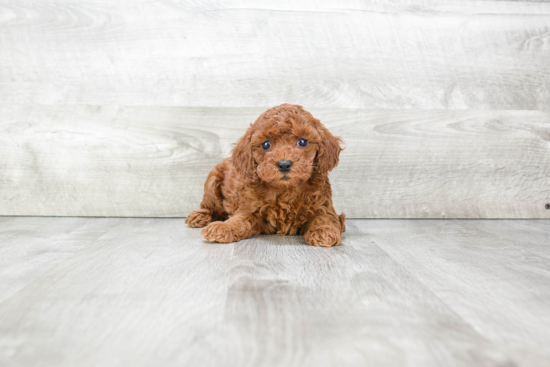 Hypoallergenic Poodle Purebred Pup