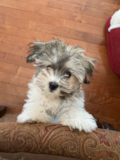 Havachon Puppies Havachon Being Cute
