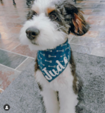 Popular Mini Bernedoodle Poodle Mix Pup