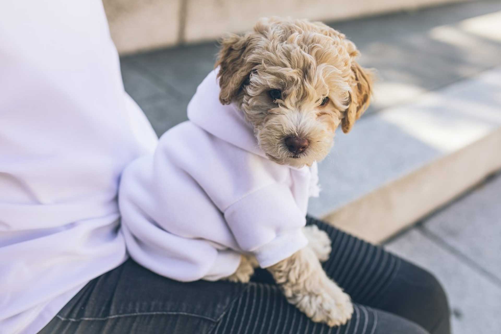 Poodle mix puppy