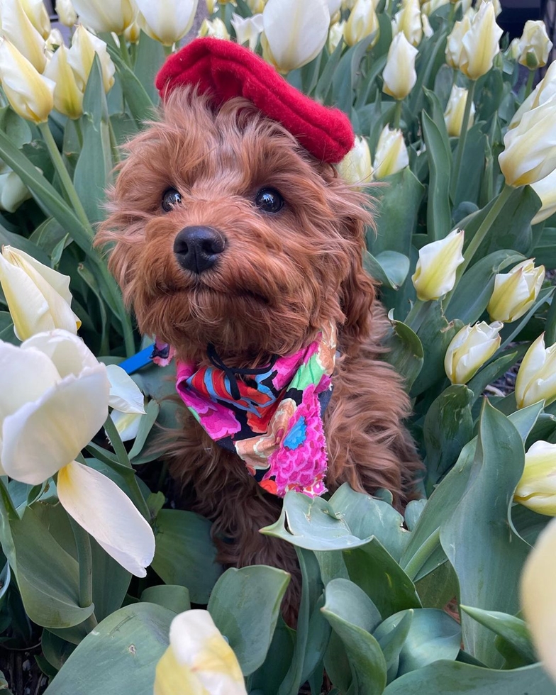 standard crown curly Cavapoo standing tall