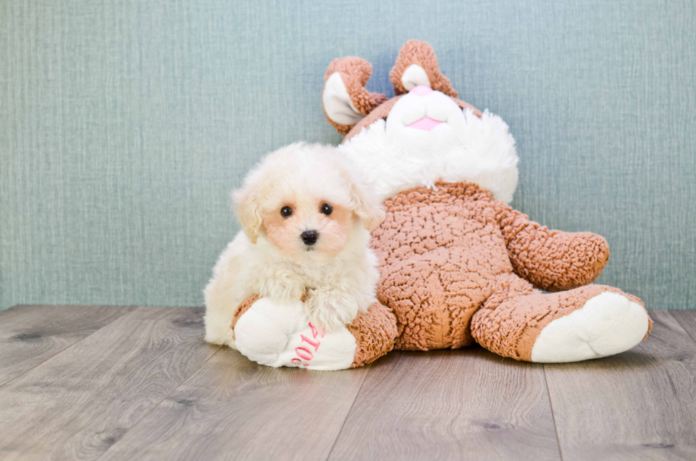 Premier Pups for sale in Ohio Buy or adopt a puppy breed on Premier Pup