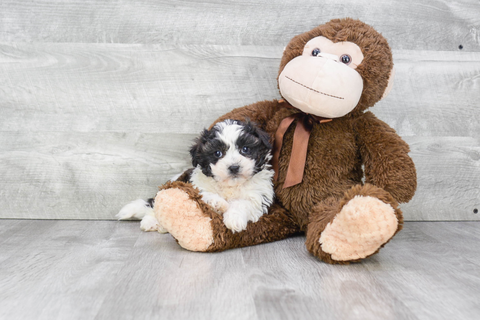 Meet Marty - our Teddy Bear Puppy Photo 2/5 - Premier Pups