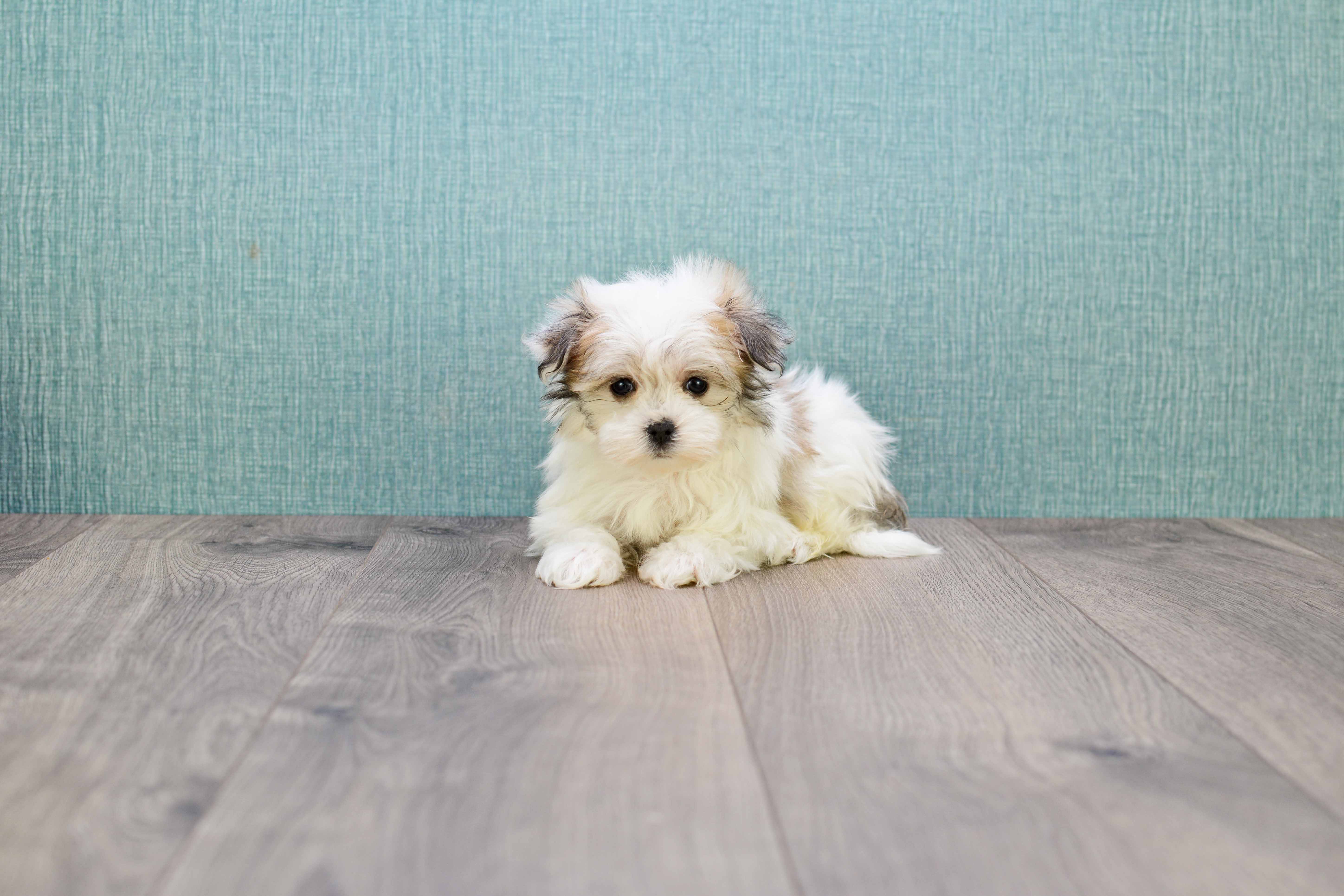 parti morkie puppies for sale