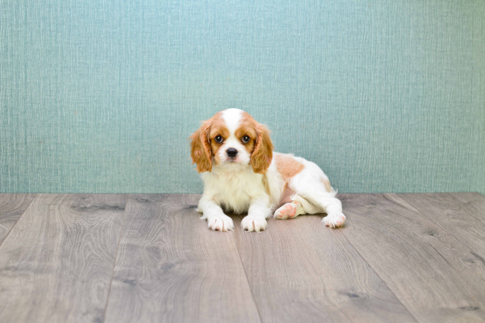 Cavalier King Charles Spaniel Pup Being Cute