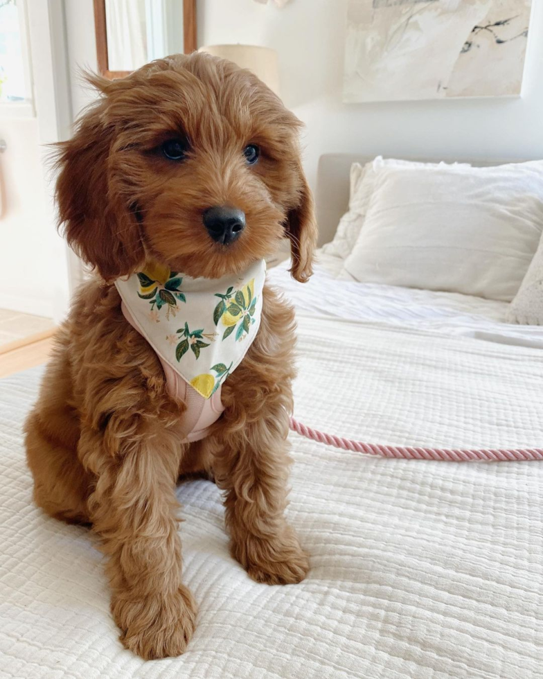 cute mini goldendoodle sitting on a bed while wearing a leash