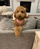 Puppy For Sale Premier Pups Cute Mini Goldendoodle Pup