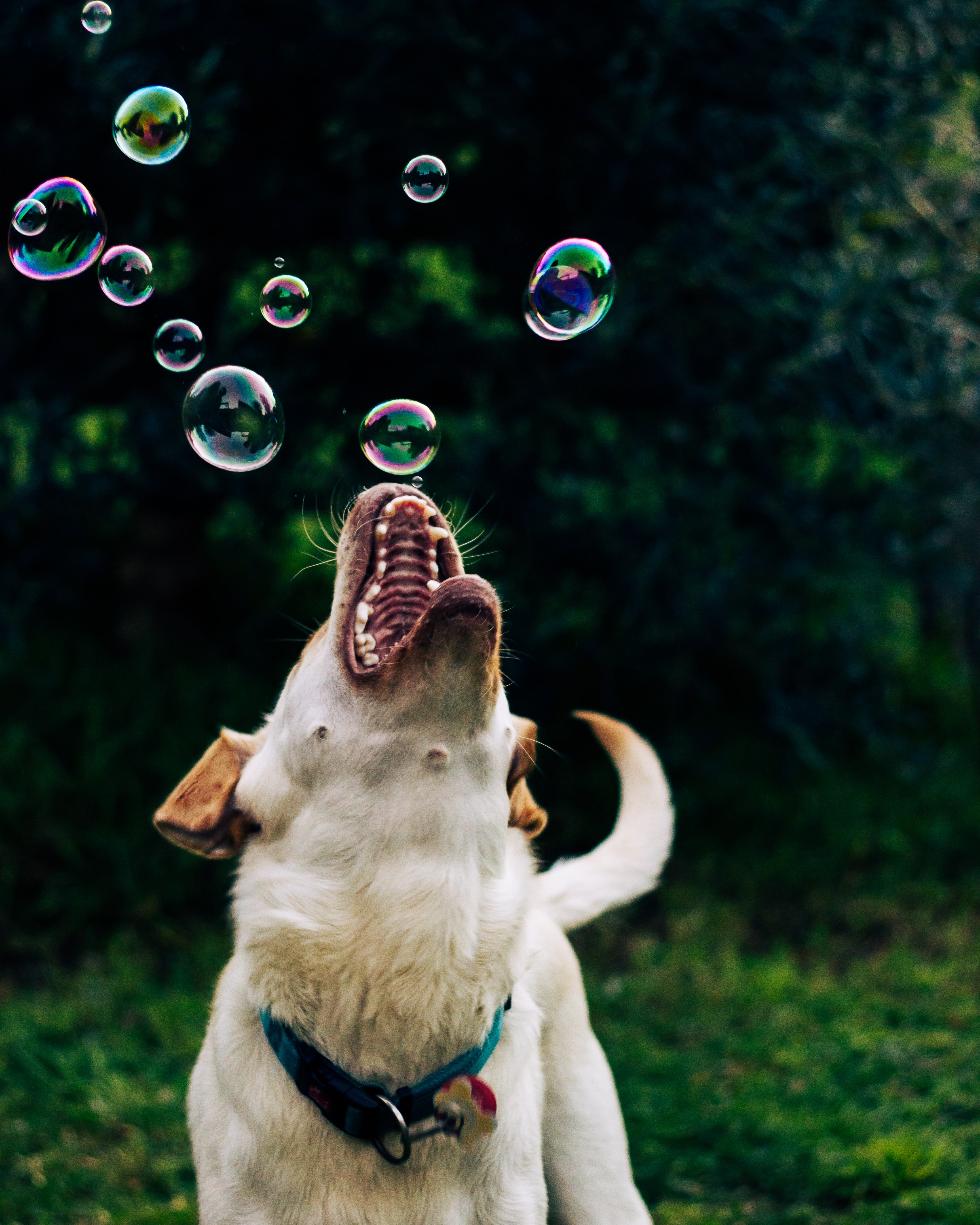 hilarious dog playing with bubbles