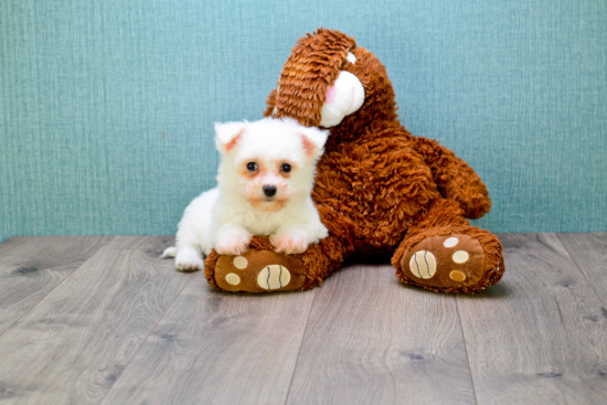 Bichon Frise Puppy for Adoption