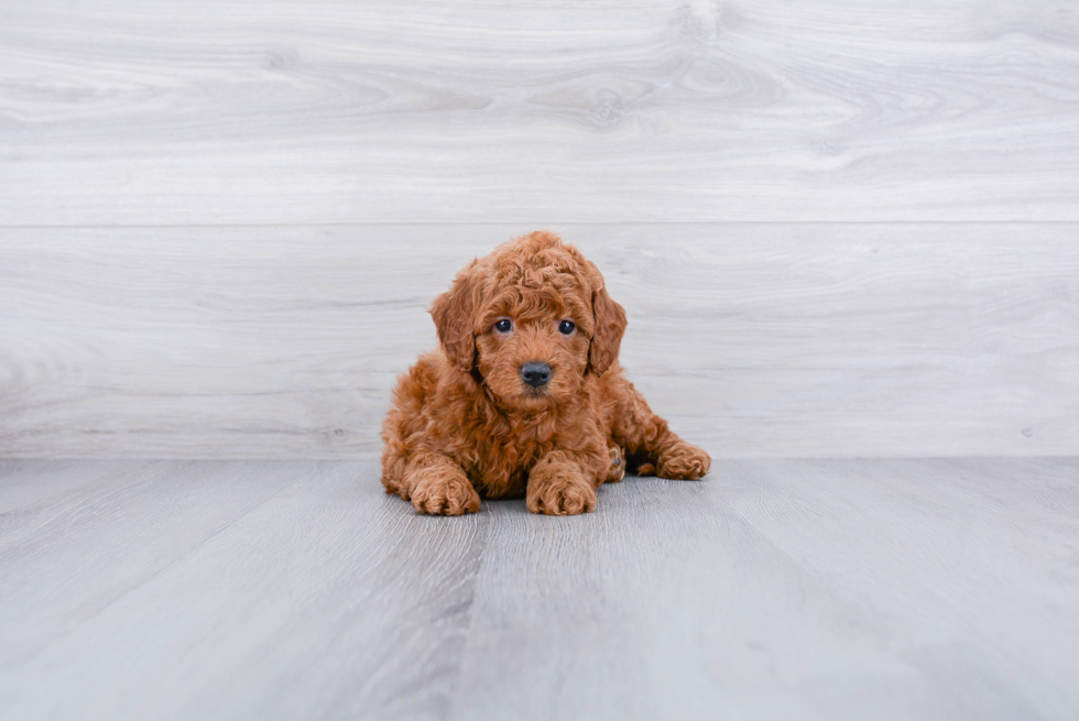Meet Jessa - our Mini Goldendoodle Puppy Photo 2/3 - Premier Pups