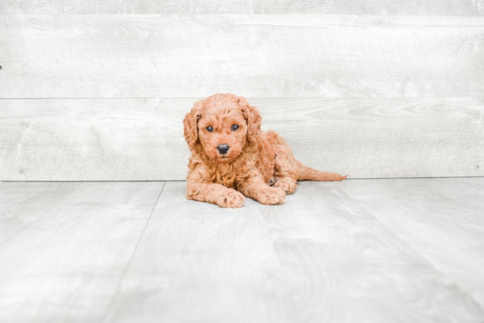 Meet Vicki - our Mini Goldendoodle Puppy Photo 3/3 - Premier Pups