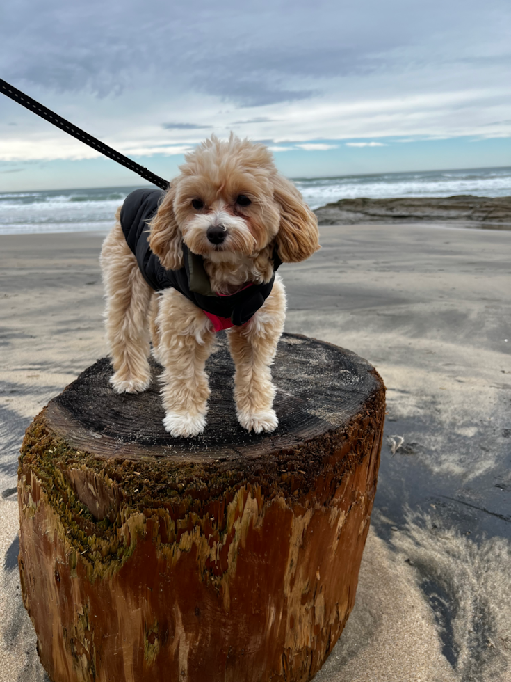 maltipoo at the beach sitting on top of a tree trunk