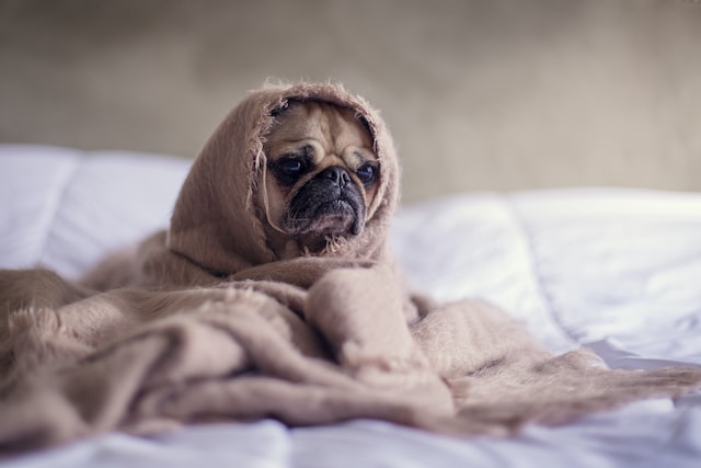 small pug dog covered in a warm winter blanket
