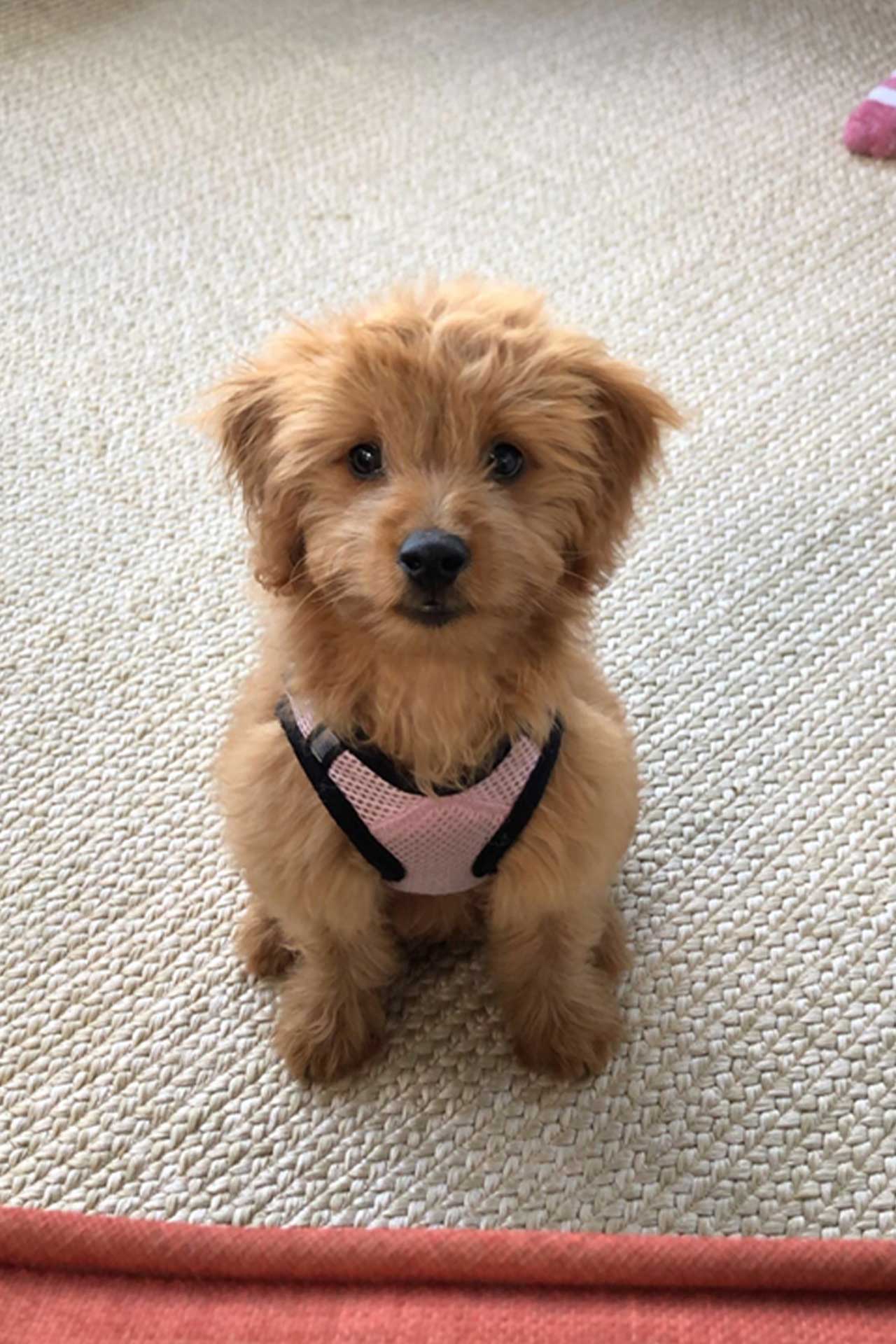 Mini Goldendoodle with playful stance