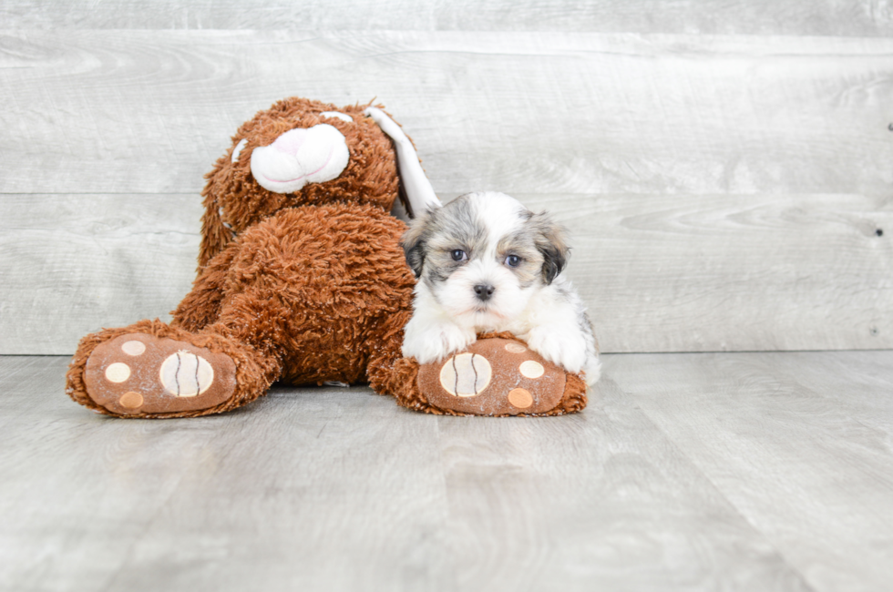 Teddy Bear Puppies for Sale - Shichon Puppies ...