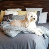 Puppy For Sale Premier Pups Friendly Morkie Pup