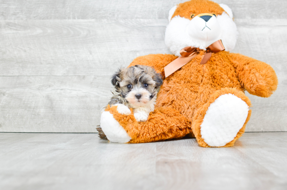 Havanese Puppies for Sale