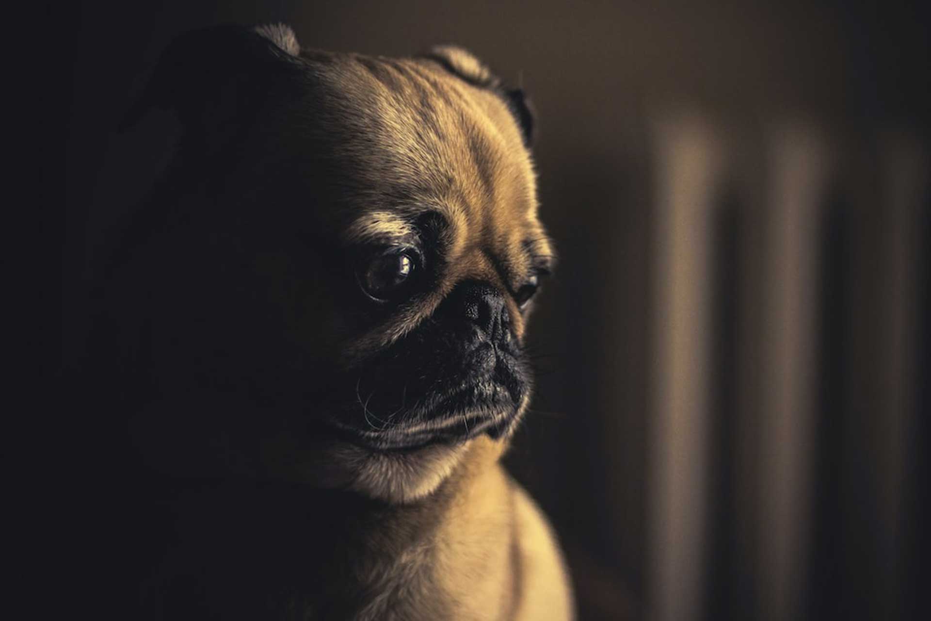 Pug with separation anxiety
