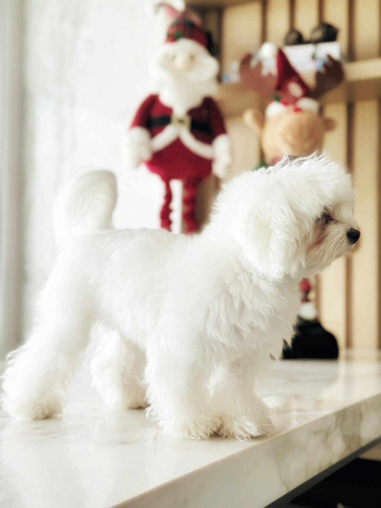 a beautiful white maltese with long, flowing hair