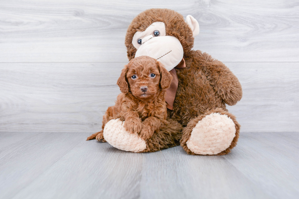 Meet Basil - our Mini Goldendoodle Puppy Photo 3/3 - Premier Pups