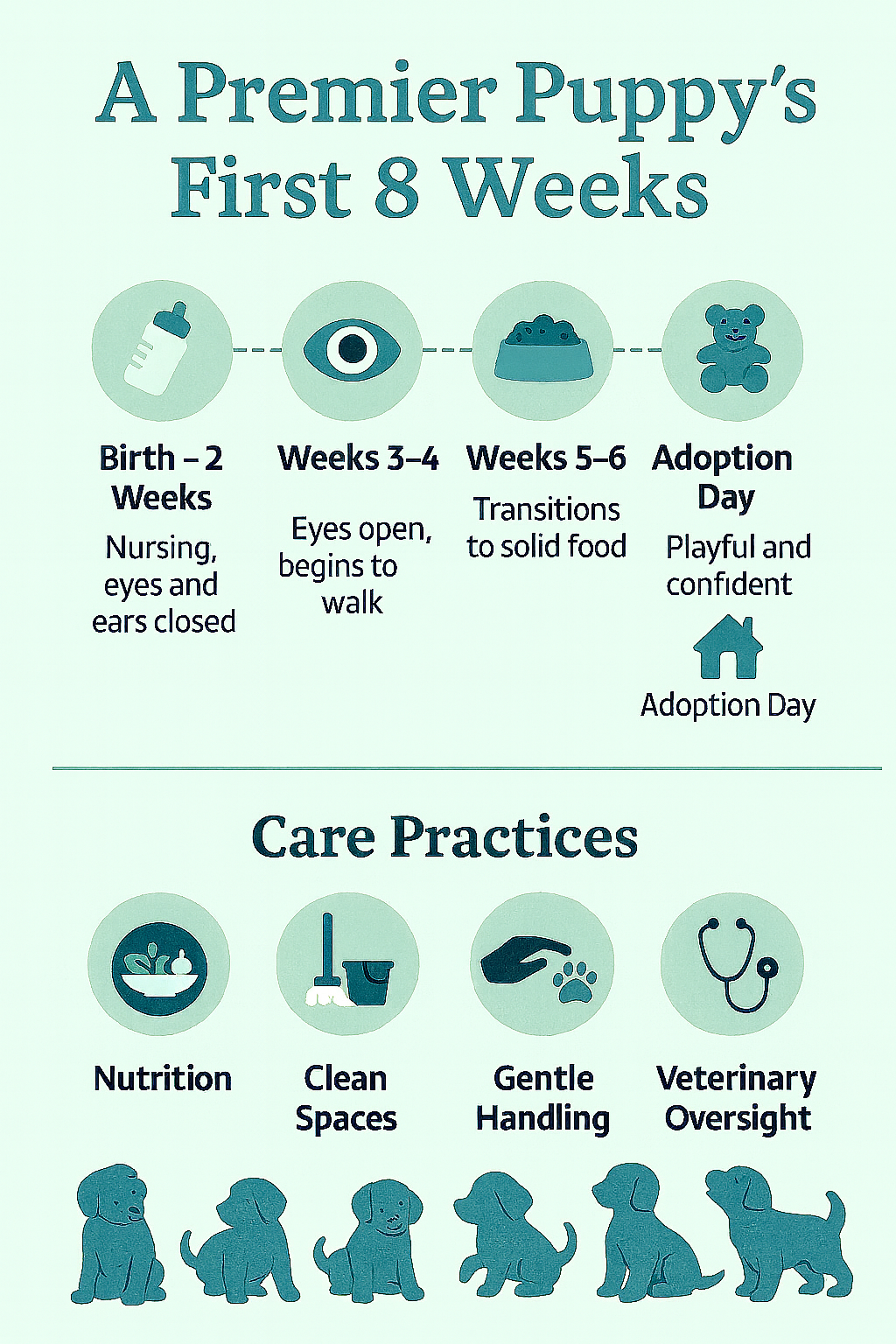 Premier Pups puppy development infographic summarizing milestones from birth to adoption day, with icons for nursing, walking, solid food, play, and care practices.