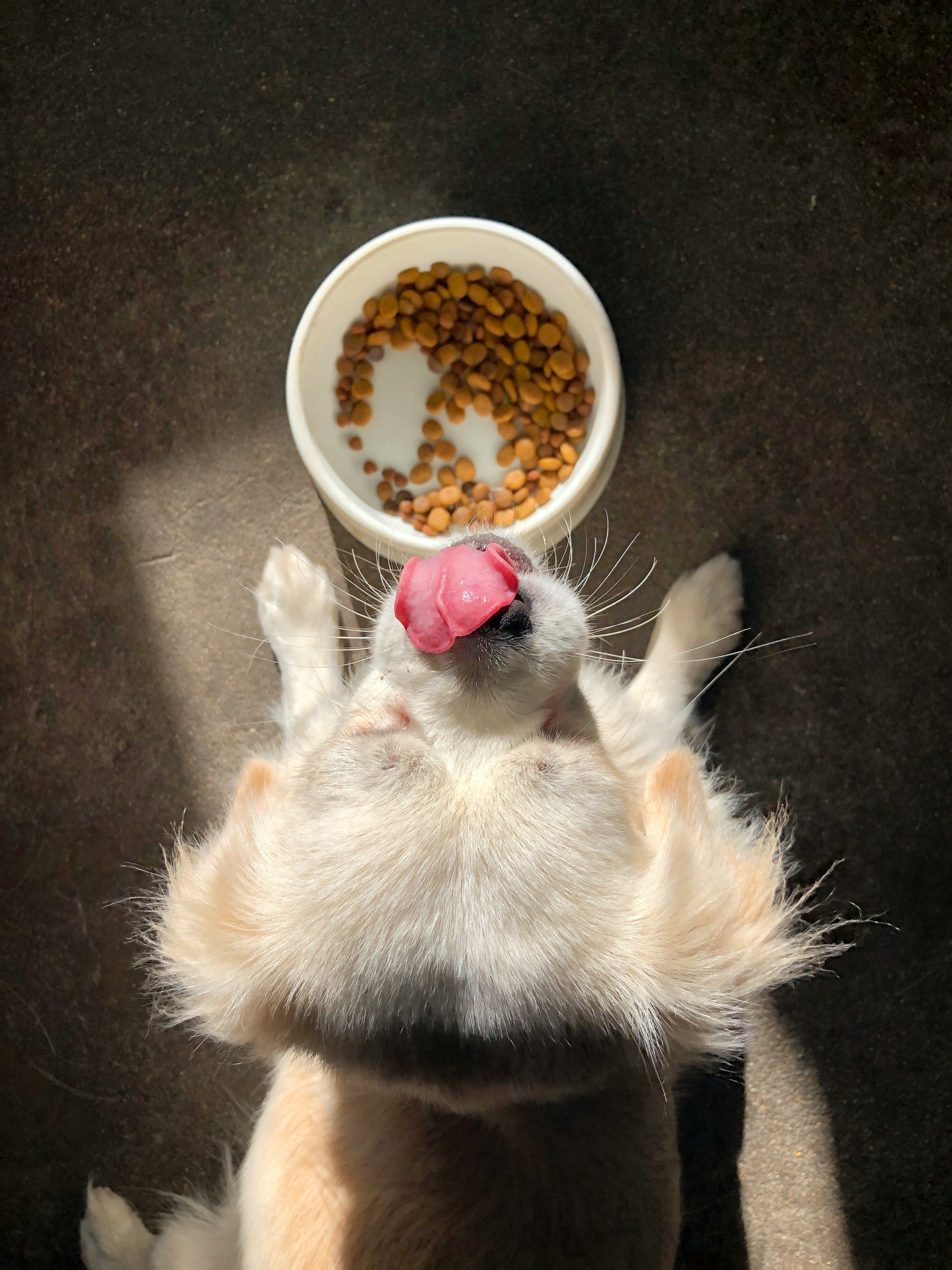 dog in front of a bowl with food
