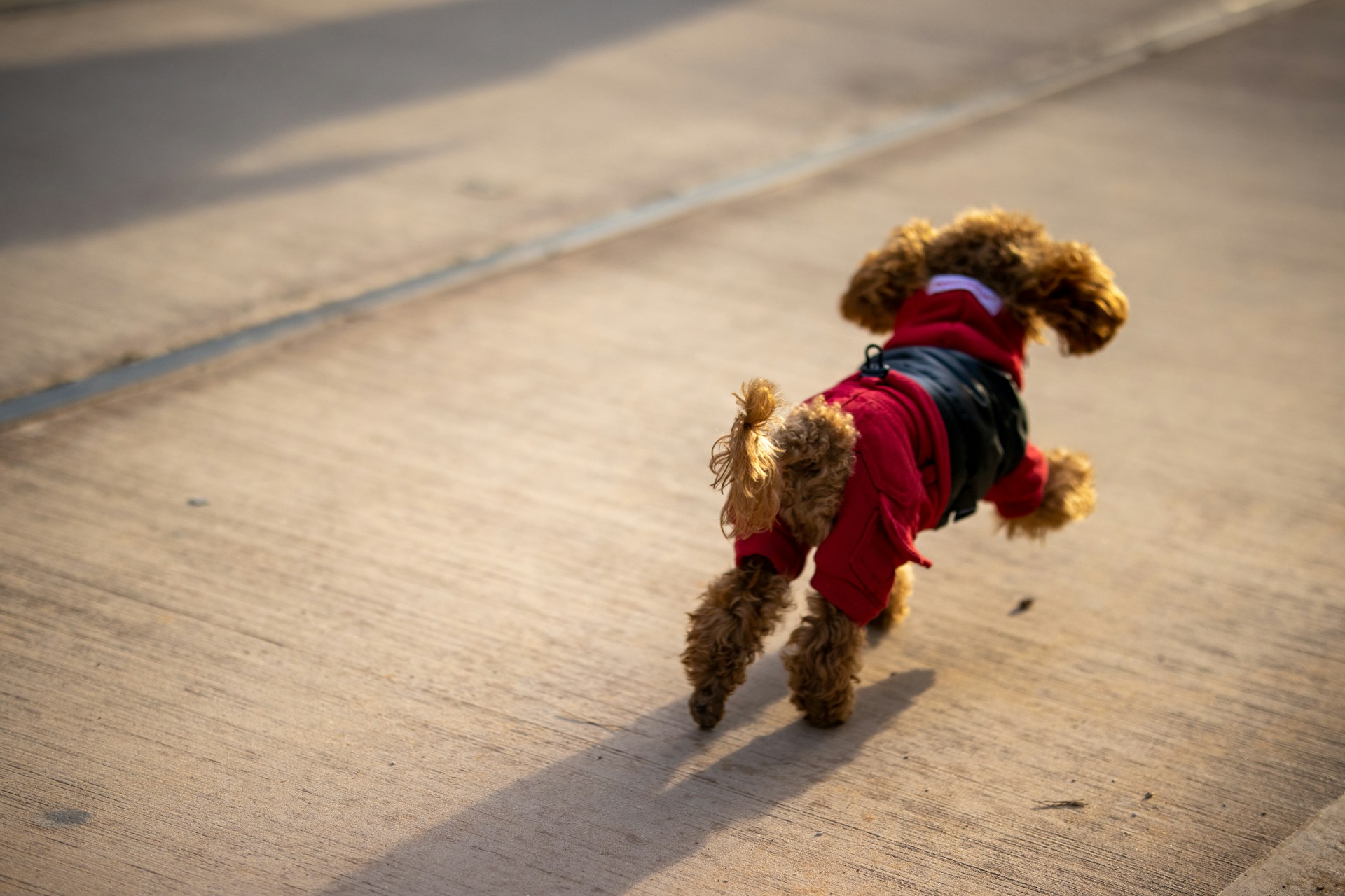 cute cavapoo running and playing