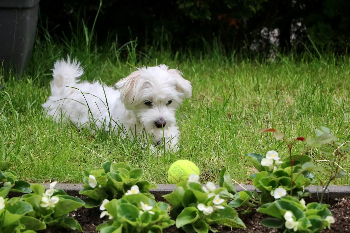 pristine white Maltese dog highlighting its pure and luxurious coat