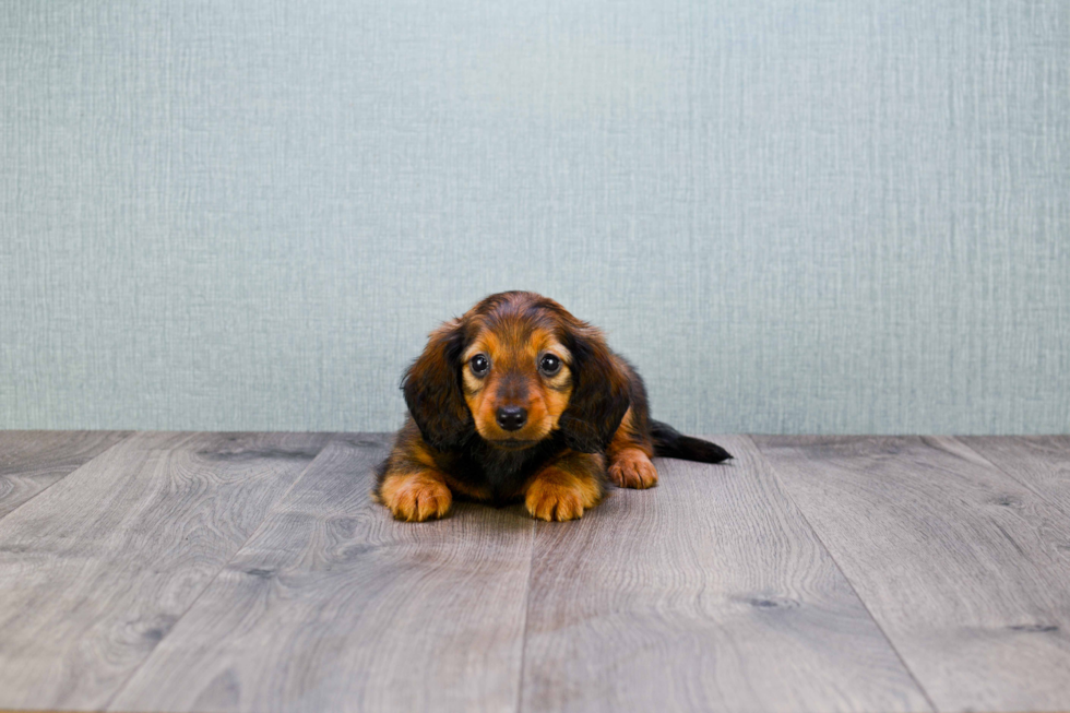 Dachshund Puppy for Adoption