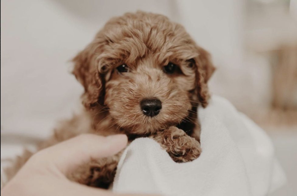 person holding a mini cockapoo puppy