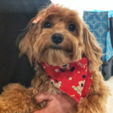 Playful Poochon Poodle Mix Pup