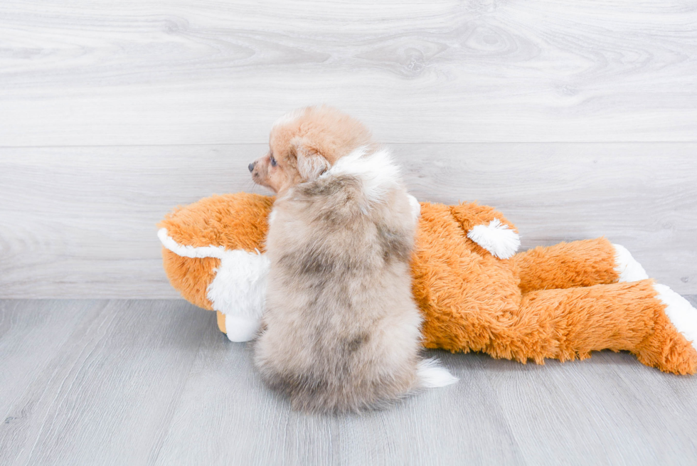 Aussie Pom Puppy for Adoption