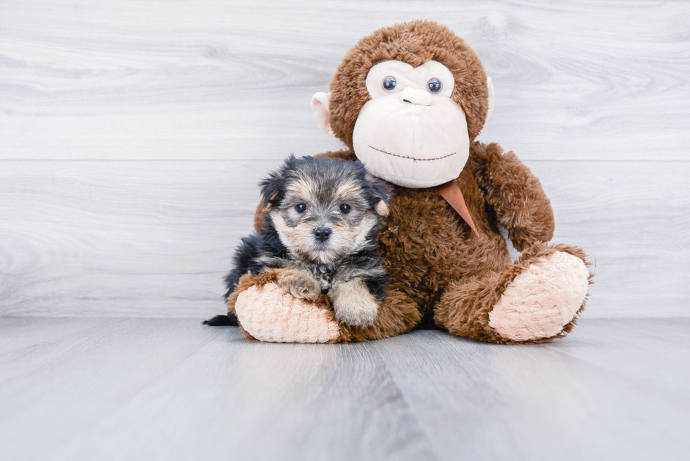 Meet Chase - our Morkie Puppy Photo 2/4 - Premier Pups