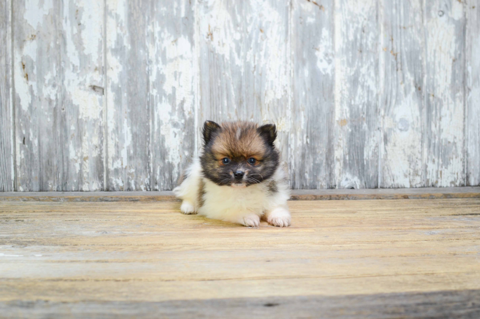 Pomeranian puppies for sale Teacup breed Pom puppies for sale in Ohio