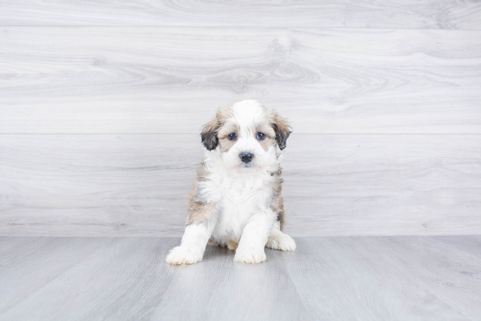 Meet Roush - our Mini Aussiedoodle Puppy Photo 2/3 - Premier Pups