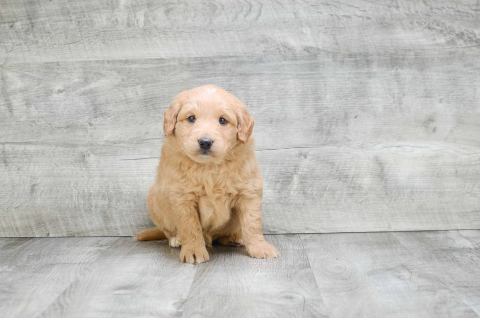 Miniature Goldendoodle puppies for sale | Mixed small breed puppies for ...