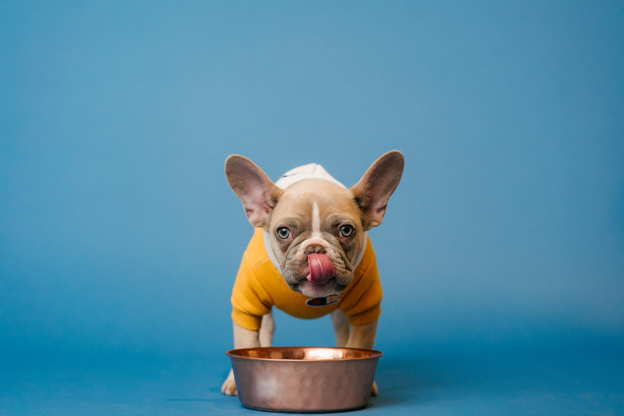 petite dog savoring its meal licking its face beside a bowl