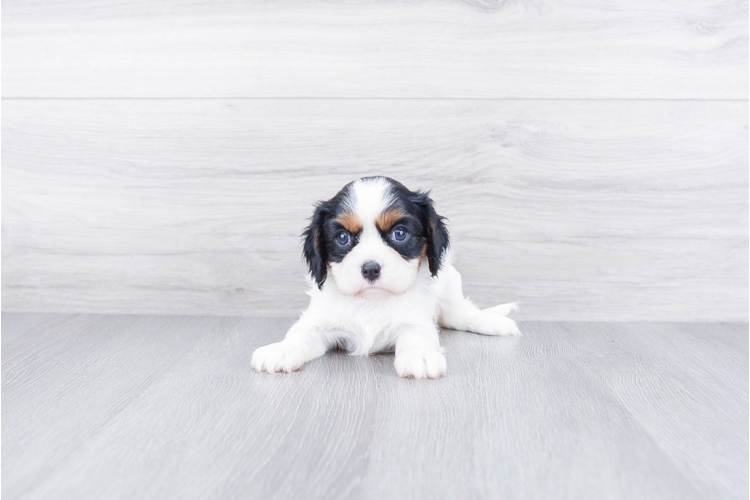 Cavalier Puppy