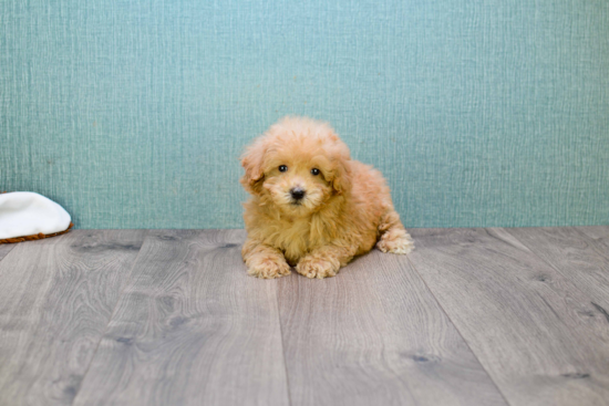 Popular Cavapoo Poodle Mix Pup