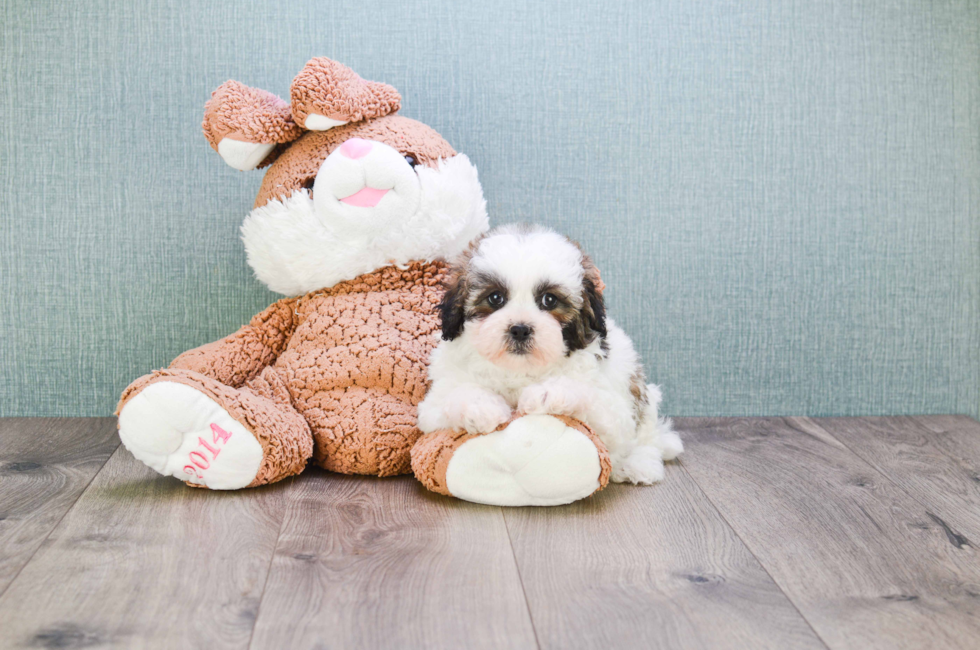 teddy bear pugs for sale