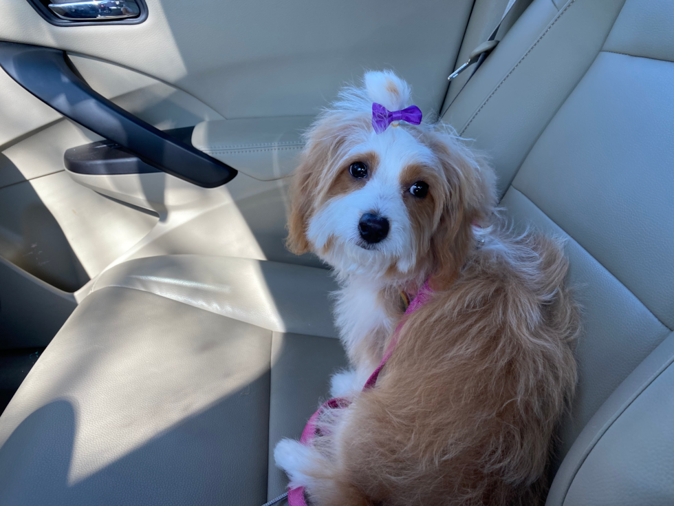 red and white parti mini bernedoodle sitting in a car 