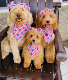 Puppy For Sale Premier Pups Mini Goldendoodle Being Cute