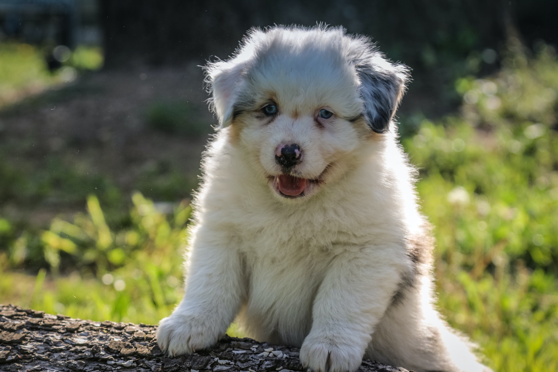 adorable fluffy puppy smiling