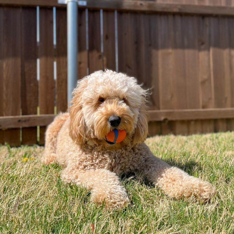 full grown mini goldendoodle adult sitting on a lawn with a toy ball in his mouth